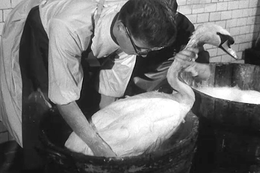 Nach einer Ölverschmutzung in der Luzerner Seebucht 1958 mussten hunderte Wasservögel gewaschen werden. Bild: Still aus der Schweizer Filmwochenschau «Ein Ölteppich in der Luzerner Bucht gefährdet die Seevögel»