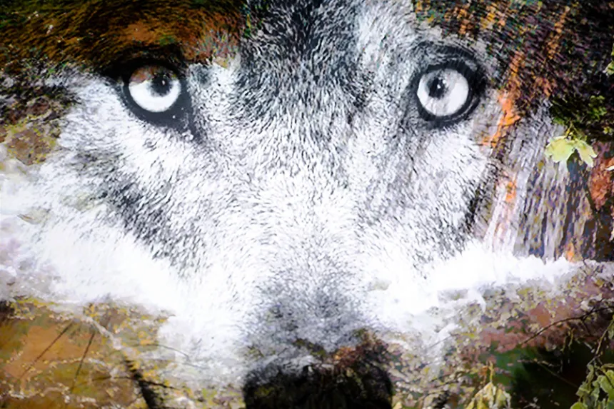 Der böse Wolf – ein Hysterien-Spiel