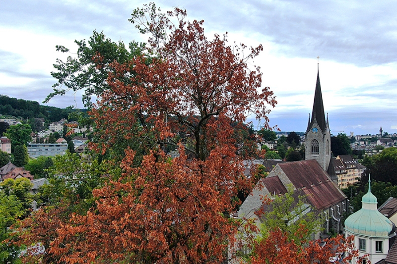 Ulmensterben im Pfarrgarten