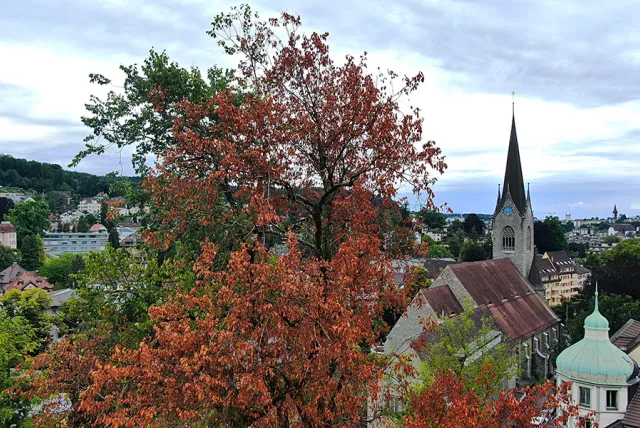 Ulmensterben im Pfarrgarten